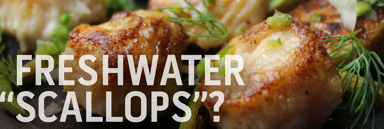 Freshwater “Scallops”? with Jeff Benda