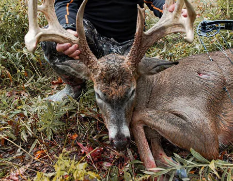 Missouri Buck